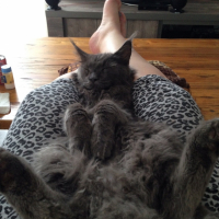 Photo de l'animal n°35983