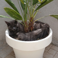 Photo de l'animal n°35983