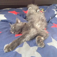 Photo de l'animal n°35983