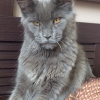 Photo de l'animal n°35983