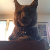 Photo de l'animal n°35983