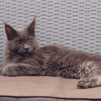 Photo de l'animal n°35983
