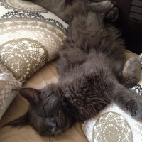 Photo de l'animal n°35983
