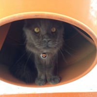 Photo de l'animal n°35983