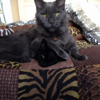 Photo de l'animal n°35983