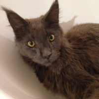 Photo #260611 de Loki