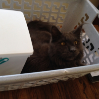 Photo #260612 de Loki