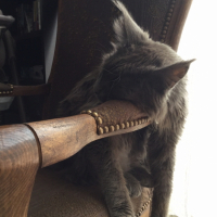 Photo #260613 de Loki