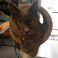Photo #260614 de Loki
