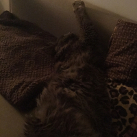 Photo #260615 de Loki