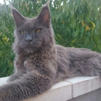 Photo #260616 de Loki