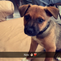 Photo #260625 de Niro