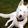Photo de l'animal n°35985