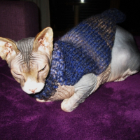 Photo #260682 de Jupiter