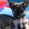 Photo de l'animal n°35998