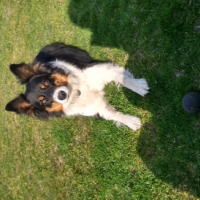Photo #260732 de Dixy 