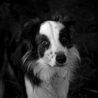 Photo #260734 de anocky
