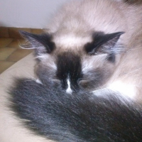 Photo #260762 de Doudou
