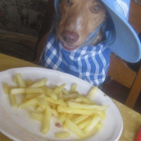 Photo #260766 de dandy