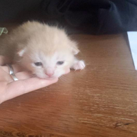 Photo #260788 de tigrou
