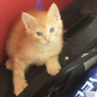 Photo #260789 de tigrou