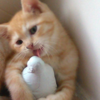 Photo #260790 de tigrou