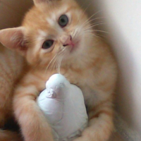 Photo #260791 de tigrou