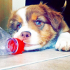 Photo de l'animal n°36100