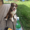 Photo de l'animal n°36100