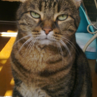 Photo #260841 de LEO