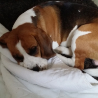 Photo #260858 de Idole