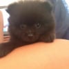 Photo de l'animal n°36127