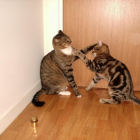 Photo #260977 de Tiburce