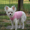 Photo de l'animal n°36153