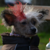 Photo de l'animal n°36209