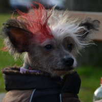 Photo #261115 de GASPACHO
