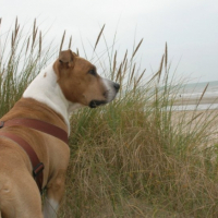 Photo #261148 de Lordko