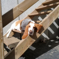 Photo #261150 de Dolly