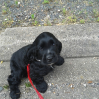 Photo #261160 de Lewis