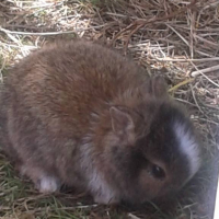Photo de l'animal n°36243