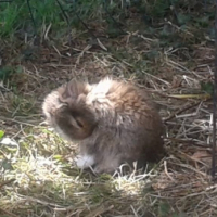 Photo de l'animal n°36243