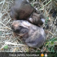 Photo de l'animal n°36243