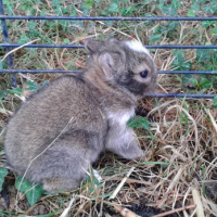 Photo de l'animal n°36243