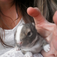 Photo de l'animal n°36243