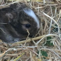 Photo de l'animal n°36243