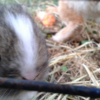 Photo #261209 de Zoubi