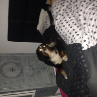 Photo #261215 de Felicien