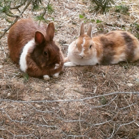 Photo #261261 de Zoubi