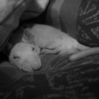 Photo #261277 de Monsieur De Milune