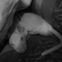 Photo #261286 de Monsieur De Milune